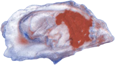 Empty oyster shell