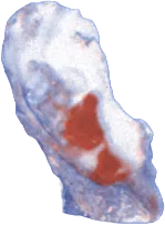 Empty oyster shell