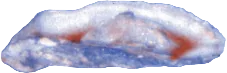 Empty oyster shell